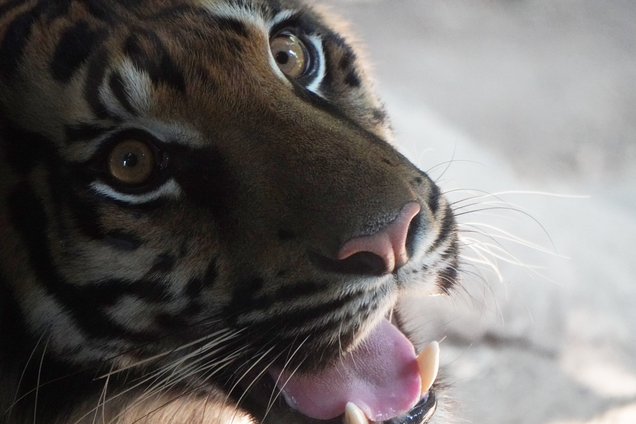 虎 mrf-185-2f85r16-zqt-tt-tyre.png