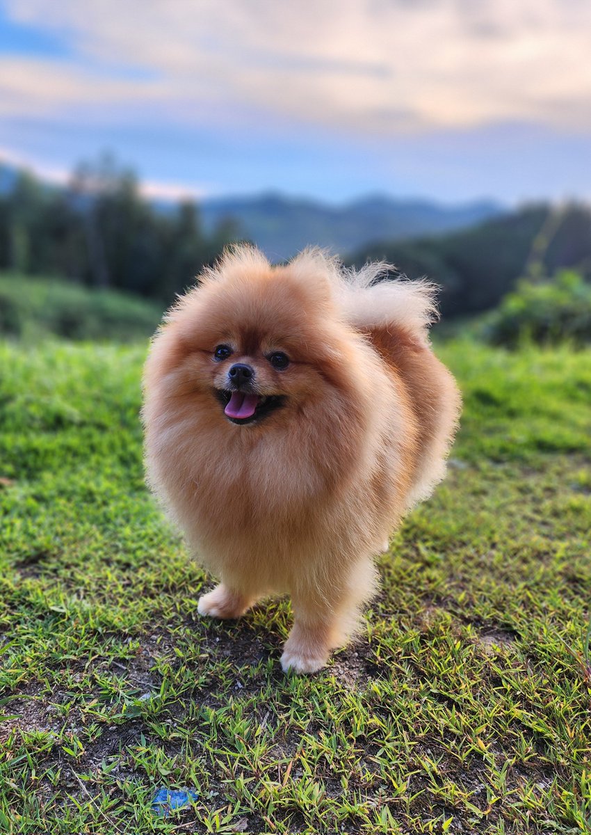 nanameneri's tweet image. 8月最後の日
　　今日も暑かったね🐶💦
　　　　　#ポメチー　#pomchi
　　　　　#ポメチワ　#チワポメ
　　　　　#毛量増えたのわかるかな