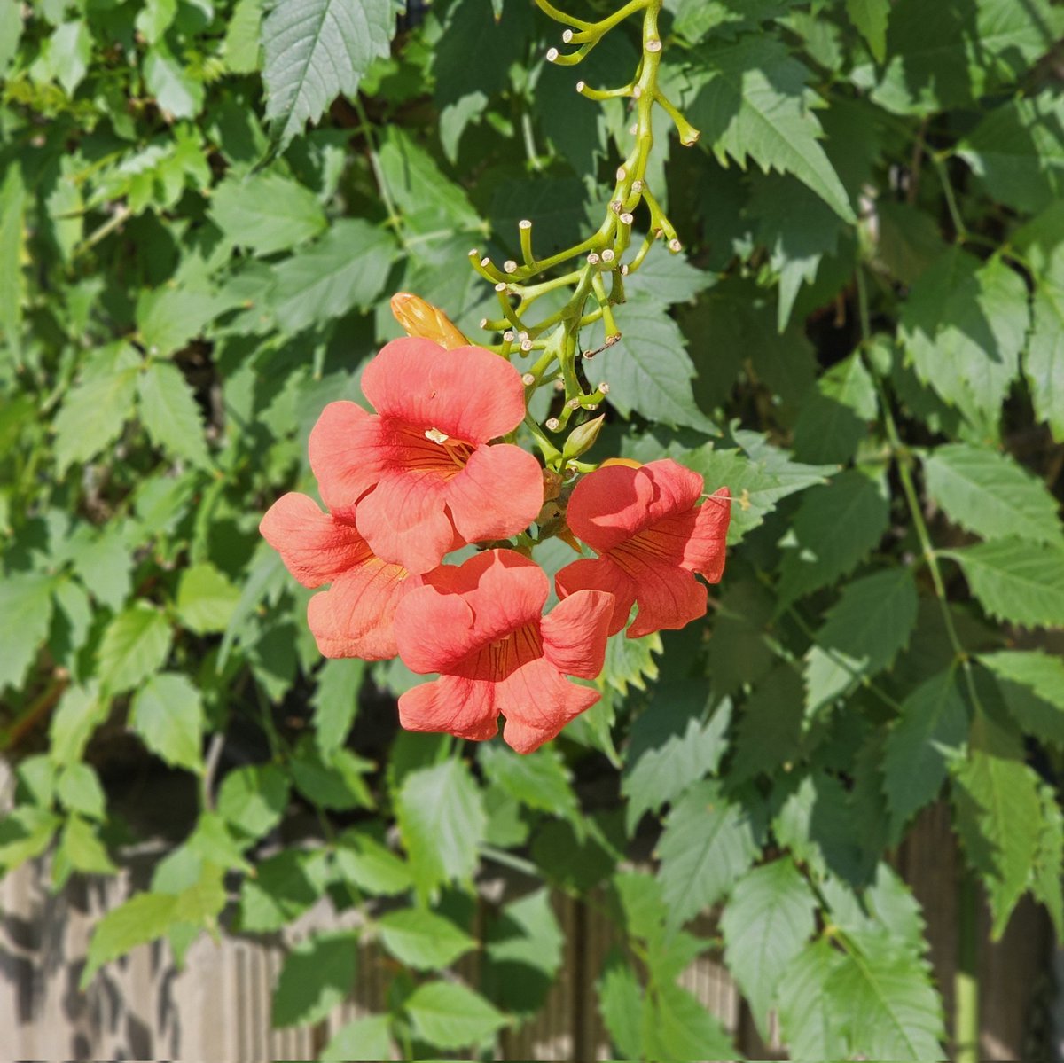 mbb_gateau's tweet image. 잘 다녀왔습니다🖐
능소화도 보고 바이린 돈카츠도 먹고
셔누의 도쿄 바나나까지 겟 하고 마무리🫶
행복했다! 그리고 드디어 내일 ❤️‍🔥
#몬스타엑스 #MONSTAX 
#MONSTA_X #THEX
#NtheFront
