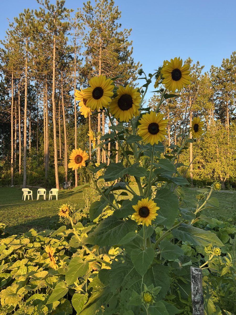kunrup's tweet photo. Started before the sunrise and what a beautiful place this is!
Easy walk of 5K in an hour.
#walkworth #trenthillsontario #stayactive #staymotivated #walkforhealth #walkforfun #activelifestyle #positivity https://t.co/IRIWePWPmS