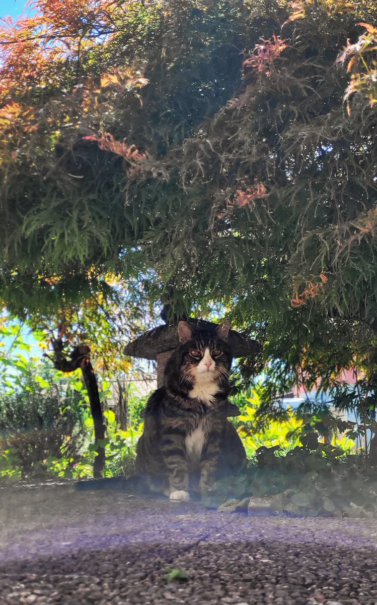 Moudi (@fuxinchen) on Twitter photo No box, no food, guess me need to teach the service staff a lesson again!😼
Happy #CatBoxSunday to all my furiends💖
Stay safe and helathy!
#CatsOfTwitter #SuperSeniorCatsClub #Hedgewatch #Coolcatsclub <a href="/madridnantes/">Maria Simon</a> #tabby #TABBYSWEETNESS No box, no food, guess me need to teach the service staff a lesson again!😼
Happy #CatBoxSunday to all my furiends💖
Stay safe and helathy!
#CatsOfTwitter #SuperSeniorCatsClub #Hedgewatch #Coolcatsclub <a href="/madridnantes/">Maria Simon</a> #tabby #TABBYSWEETNESS