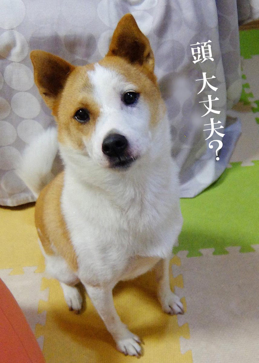 ⬇️犬も猫もいない今は
鉢植えはもちろんフライパンにも
話しかける本格的に頭おかしい人
になってる🥹