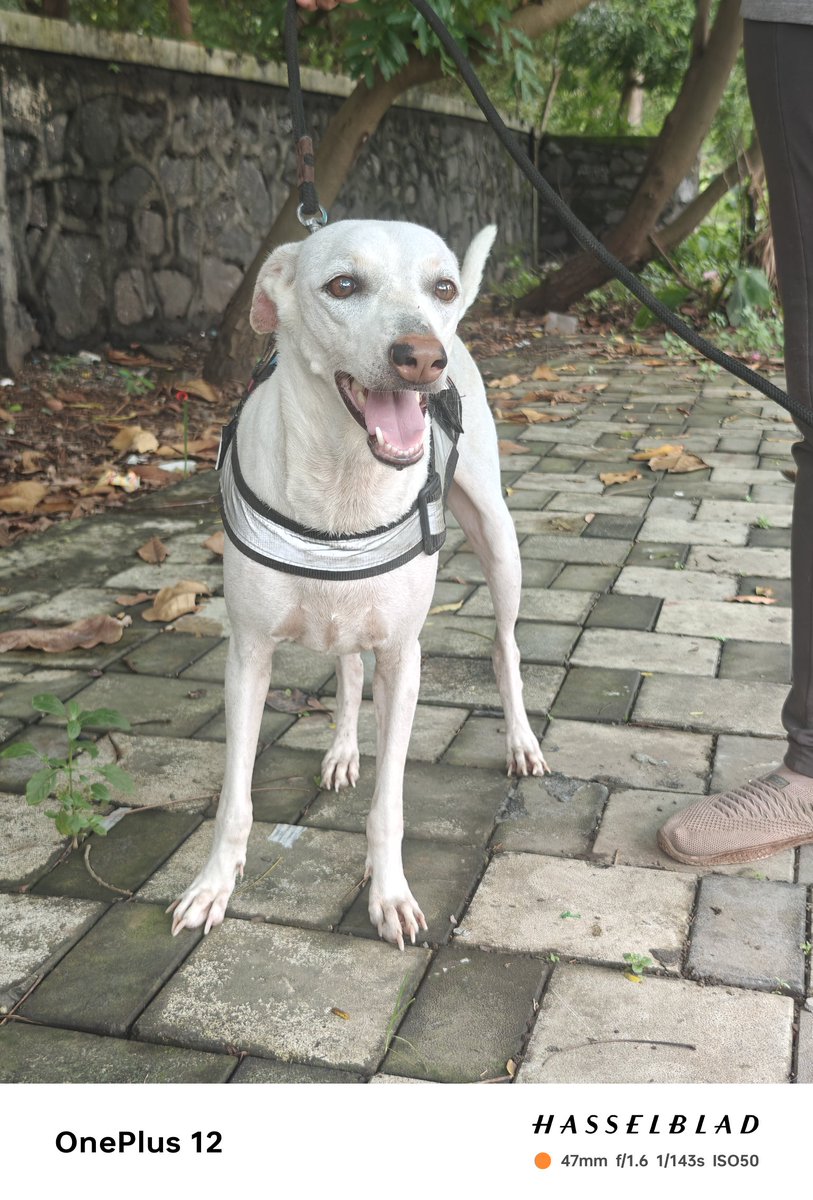 SheetalDA's tweet photo. #SaveDelhiNCRDogs https://t.co/6yH6SXMEn6