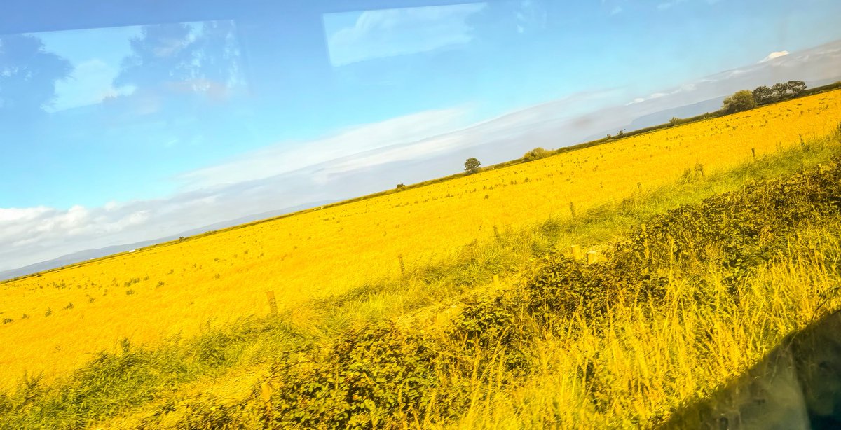 #SundayYellow