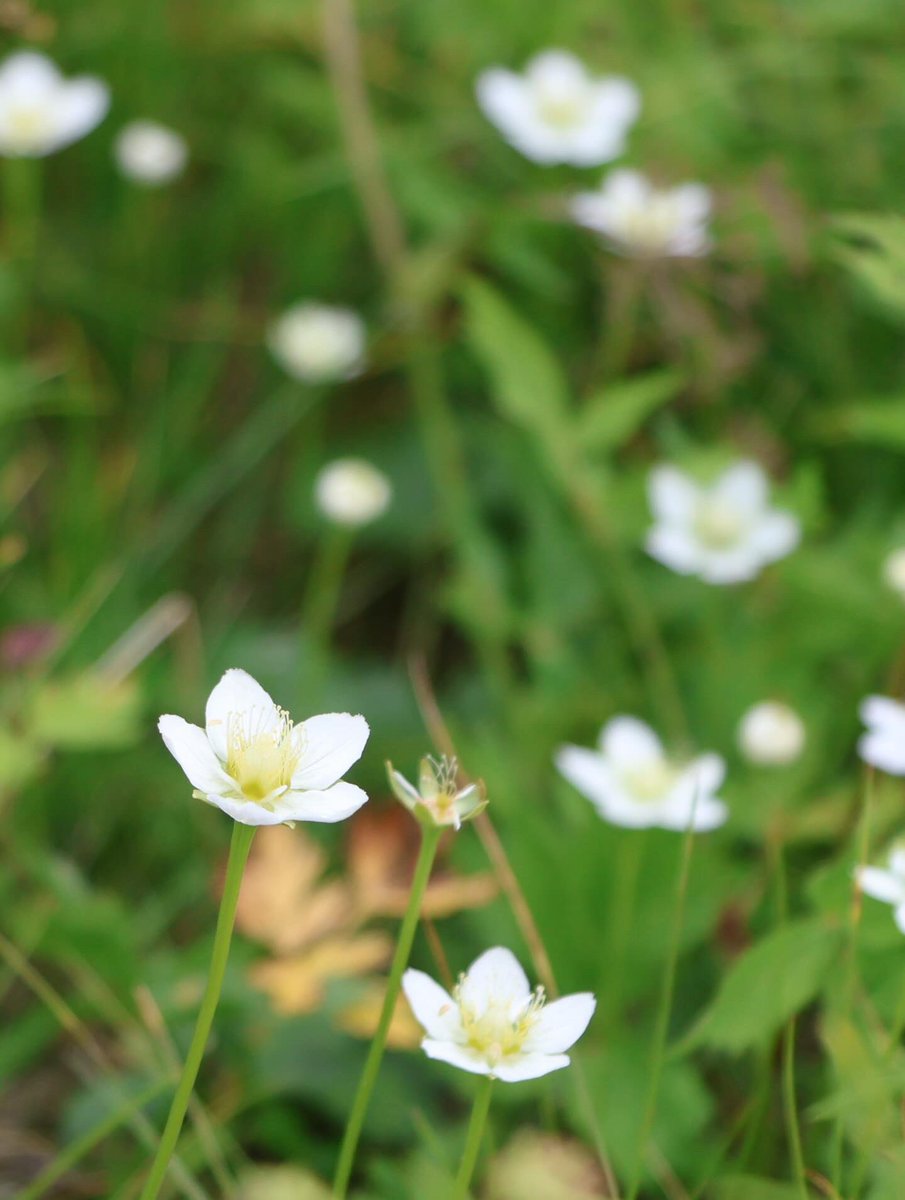 今季2回目の千畳敷カール。
今回は上まで登らず、ガイドさんと遊歩道をのんびり歩いてきました。
花は終わりを迎えつつありましたが、それでもまだちょこちょこ咲いていました。そしてナナカマドの実も赤くなって、秋への準備中。
今年は長野県ばっか行ってますね。好き！