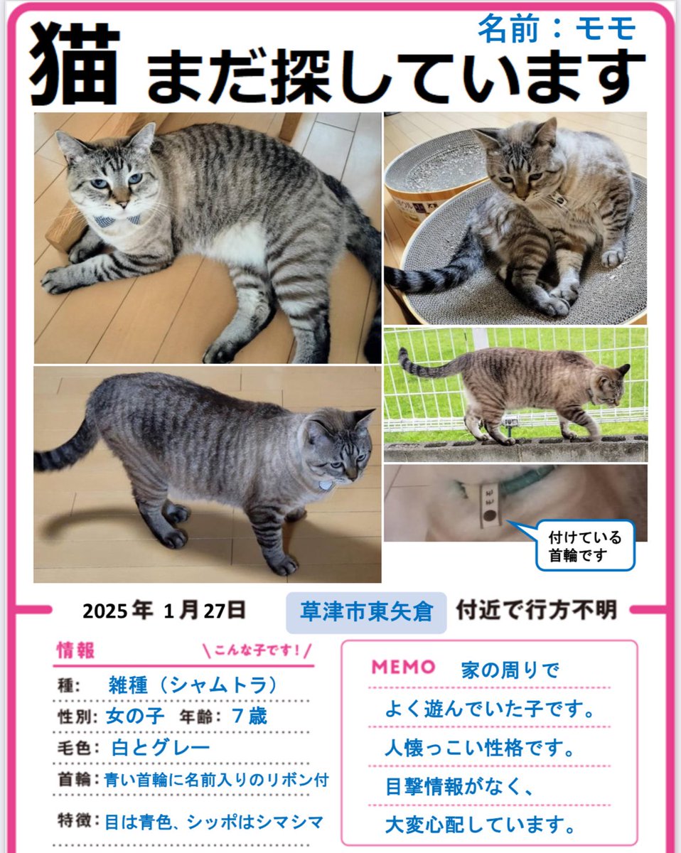 5YL4JwgjXW81781's tweet photo. ⚠️猫行方不明の為、拡散ご協力お願いします😿滋賀県草津市東矢倉付近で1/27から猫がいなくなり、7ヶ月🥲草津市以外でも何か情報があればよろしくお願いいたします🙏(代理投稿です)
#草津市
#滋賀県
#東矢倉
#南笠
#南笠東小学校
#��路
#迷い猫
#拡散希望　
#ペット
#飼い猫 https://t.co/2dFIyFjheN