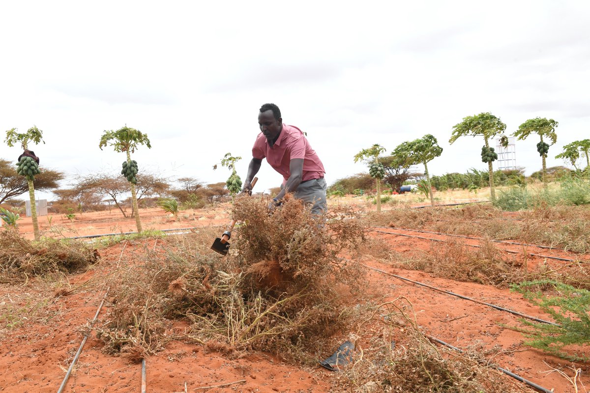 FAO in Somalia tweet media