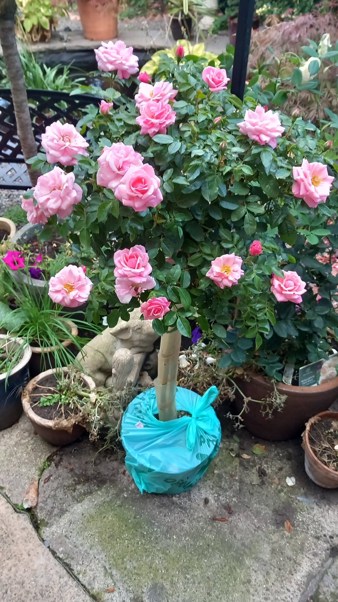 Our purchase a dwarf standard patio rose Pretty Polly. Lovely scent.