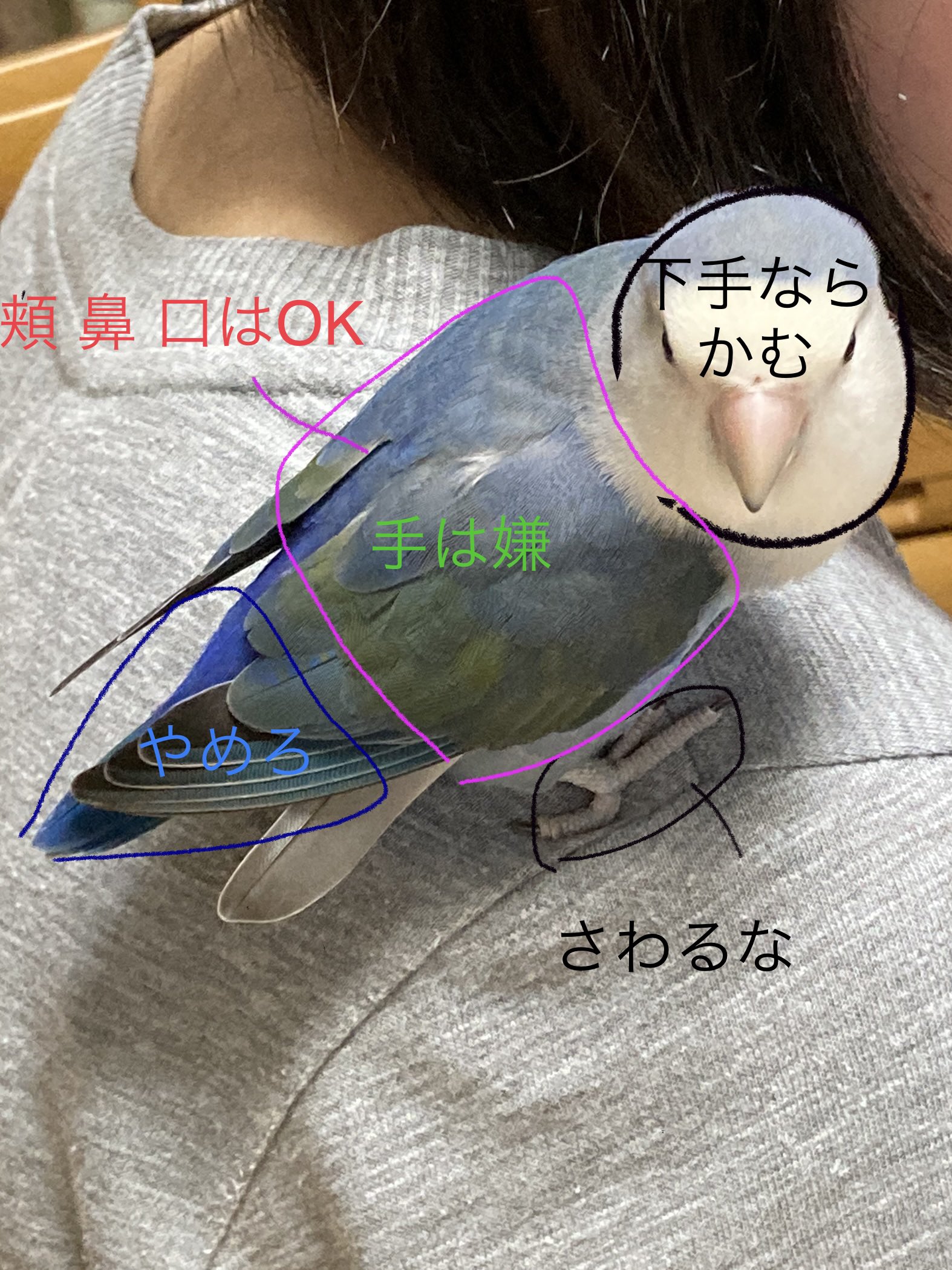 コザクラインコ　剥製 008-1s.jpg