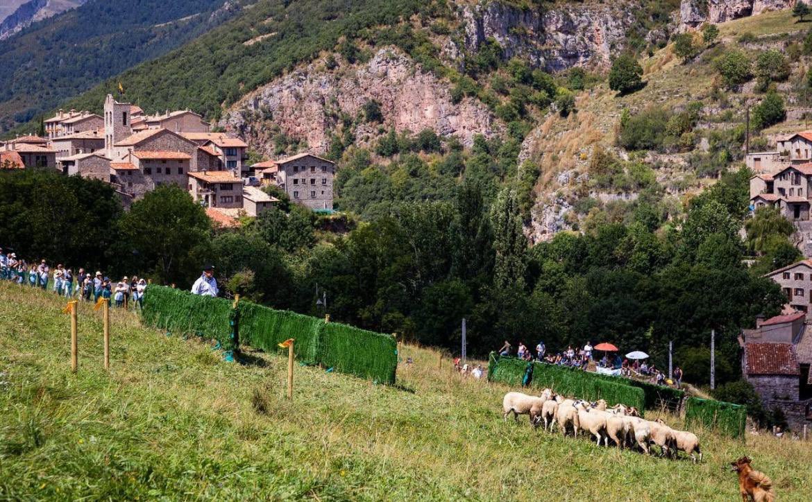 JuntsXCat's tweet image. 📸 El secretari general @jorditurull ha visitat Castellar de n’Hug amb l’alcalde Salvador Juncà i ha assistit a la 61ena edició del concurs internacional de gossos d’atura. 

👉 També ha pogut signar el llibre d’honor de l’Ajuntament. 

👥 L’han acompanyat el vicepresident del…