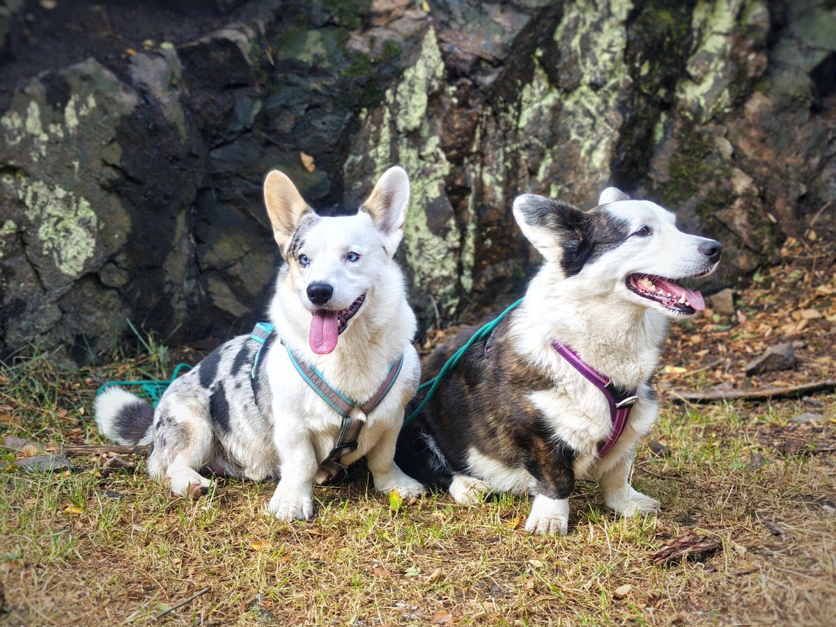 Majitele reaktivců: spojte se na bezpečnou vzdálenost! 😂♥️♥️♥️

Na dnešní procházce mě potěšila paní s pejskem, která poděkovala, že jsme přešli na druhou stranu ulice. Už z dálky jsem slyšela její "Barney, sedni! Nebuď debil!"

My majitelé reaktivců bychom se měli podporovat♥️