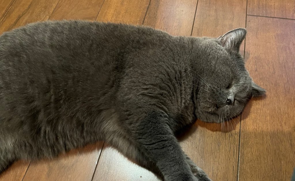 初めてのホテル生活おわり
お留守番ありがとうね。

帰ってきてからはいつも通りすごしております🐈‍⬛🐈

#ねこのいる生活 #保護猫 #保護猫と暮らす #元繁殖猫　#猫好きさんと繋がりたい