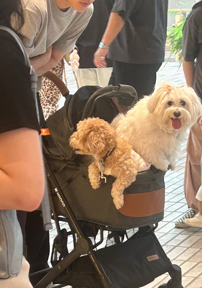 sometimes i forget how big kkuma is bc i always see her next to seungcheol and he makes her look like a freshly born baby