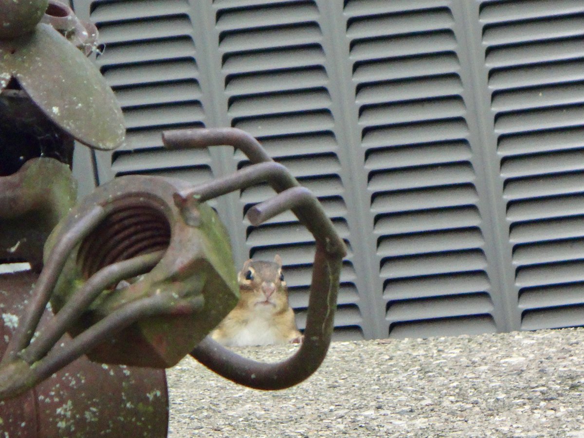 Peek-a-boo, Sunday, I see you! #sundaymorningvibes #squirrels