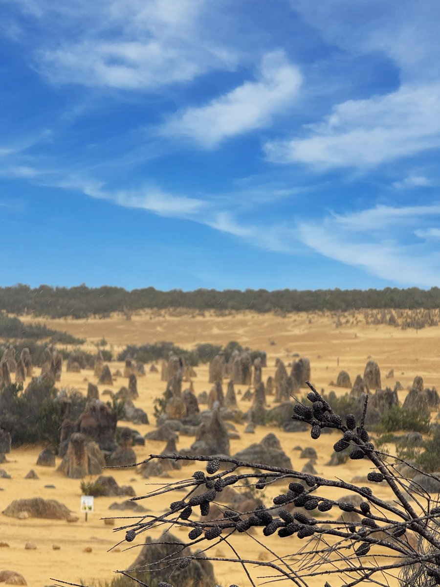 izan_rosmani's tweet photo. The Pinnacles, Western Australia 🇦🇺 

📸: iPhone 16 Pro Max https://t.co/qmxxFBAub7