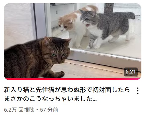 もちまるLOVE もちまる日記 – търсене / X