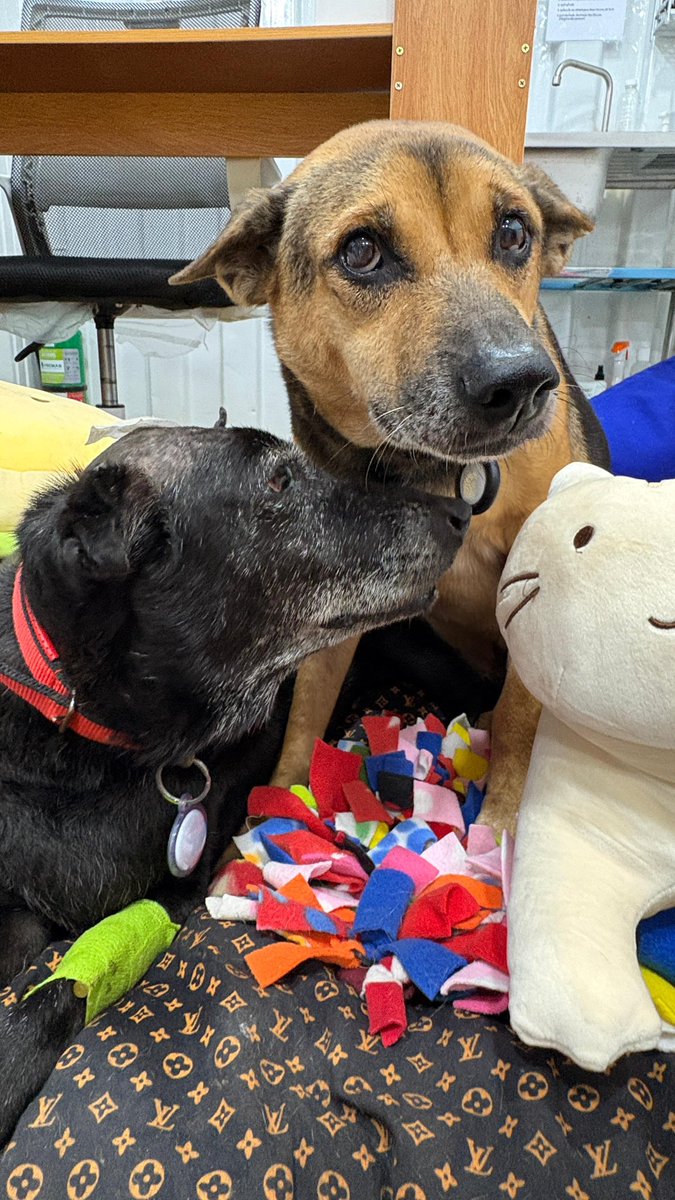 Photos tell you so much. This is the day Angelina passed away. 

Bob knows what is coming. Angelina is telling him thanks for everything. 

We’ll look after you Bob don’t you worry 🥰🙏 (8/8)