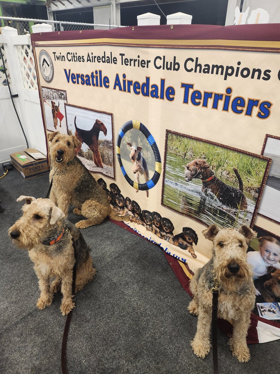Jolene, Oliver and pal Crosby at the Airedale booth at the Minnesota State fair. Kinda tired after meeting about 1000 people and giv a few hundred dog kisses. #Airedale #airedaleterrier #dogs #dogsofX #terriers