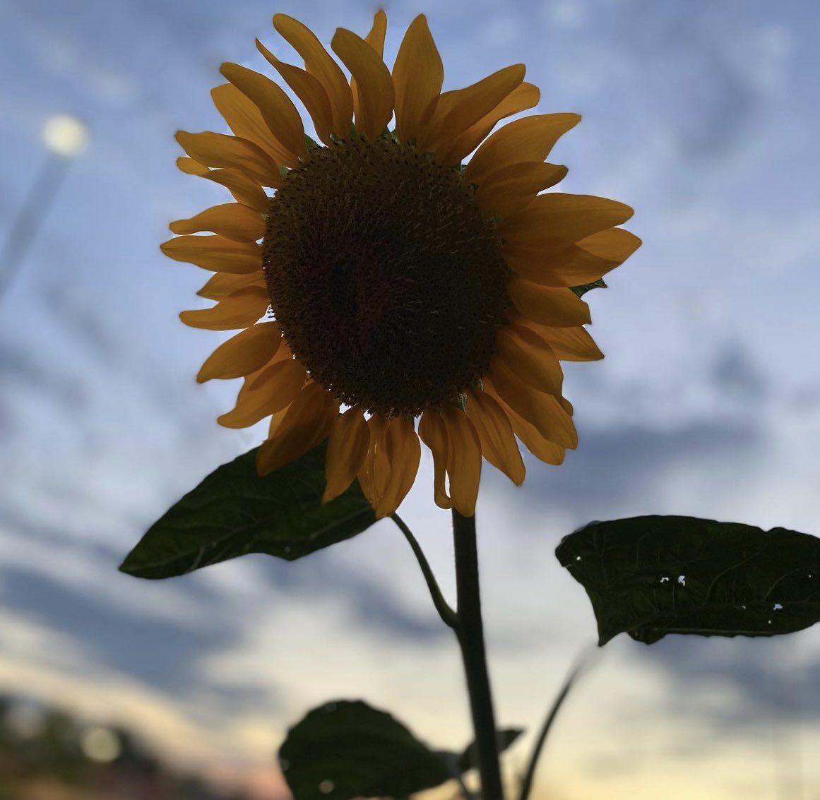 Gracias verano, por la luz, los viajes, los recuerdos y la calma.
Ahora toca cerrar el año con energía, ilusión y fuerza renovada. 
Vamos a por lo que queda de 2025, con la certeza de que lo mejor aun está por venir 😉 #agosto #verano2025
#ilusion
#agradecidaalavidaportanto