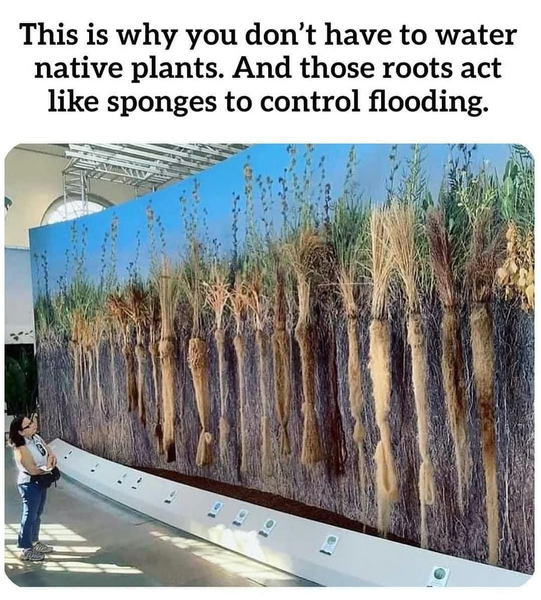 Friends of the River Granta ,FROG (@ofgranta) on Twitter photo 