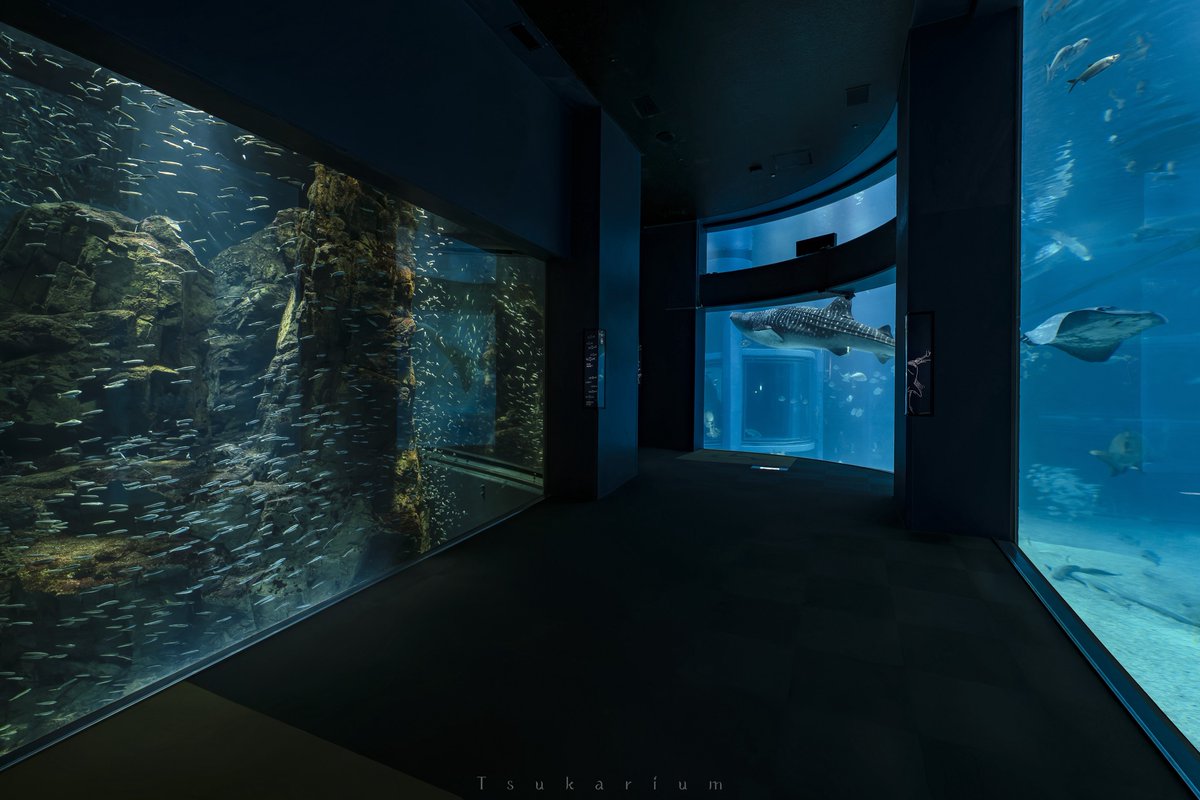 海遊館はいいぞ