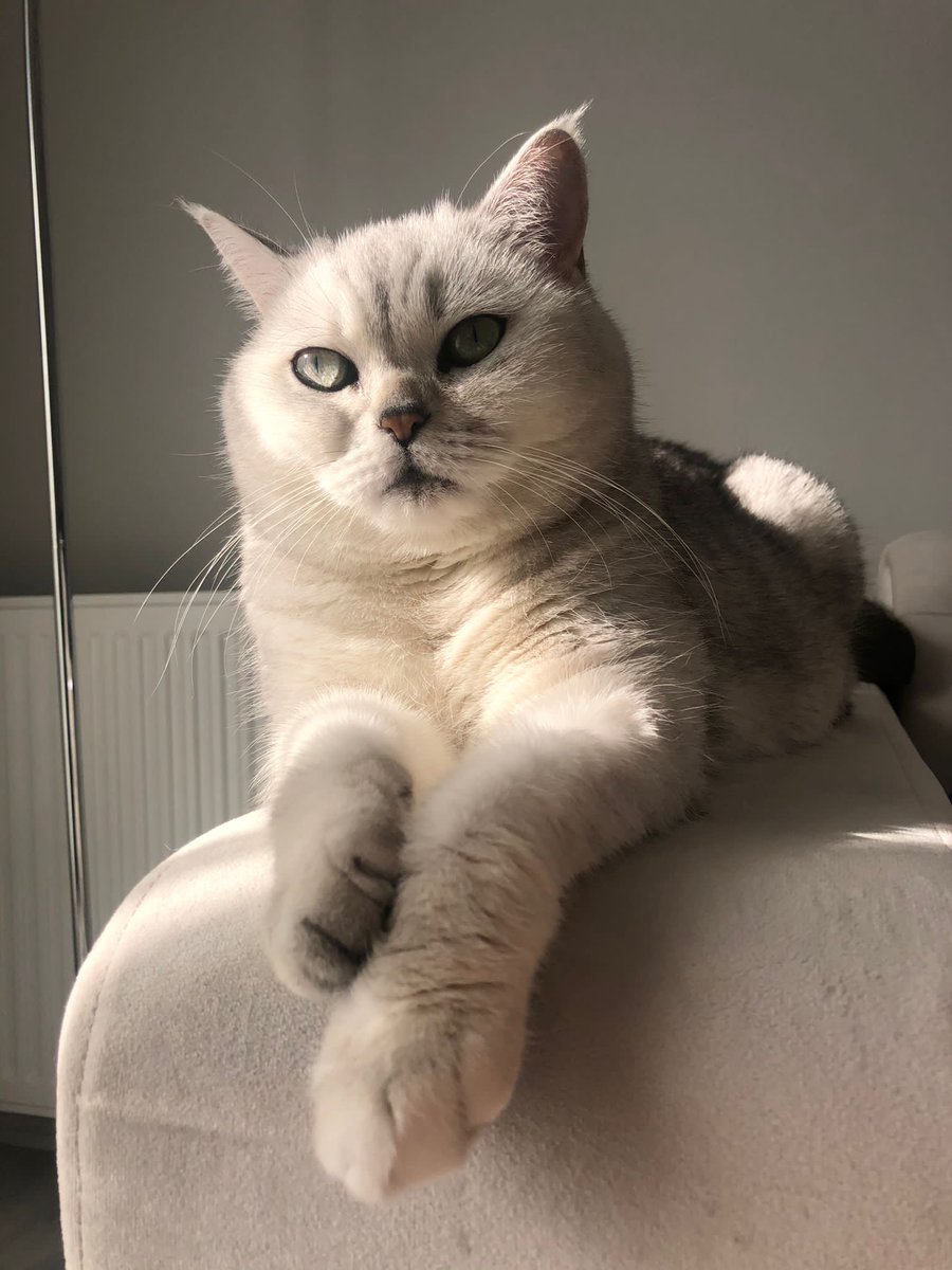 Tüm kedi kardeşlerim Benim glow up bakar mısınız