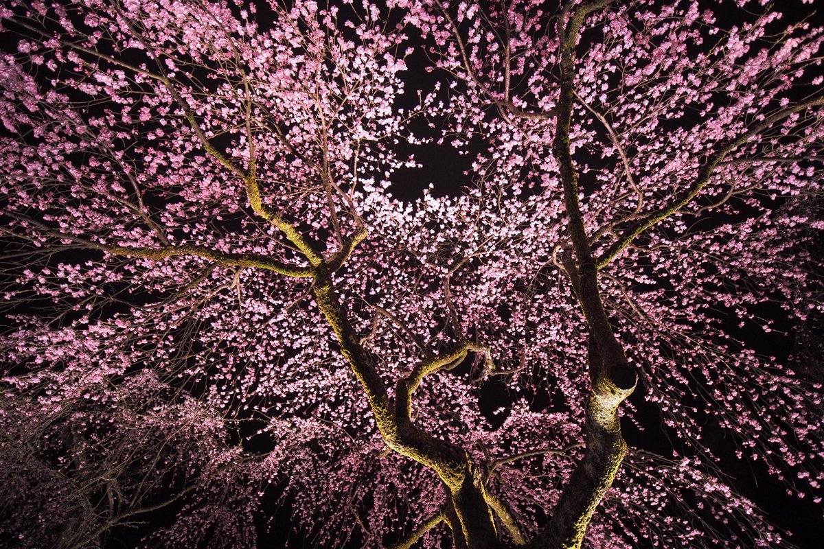桜散る 4/20 発売】adidas Originals ZX 8000 “Hanami/Sakura
