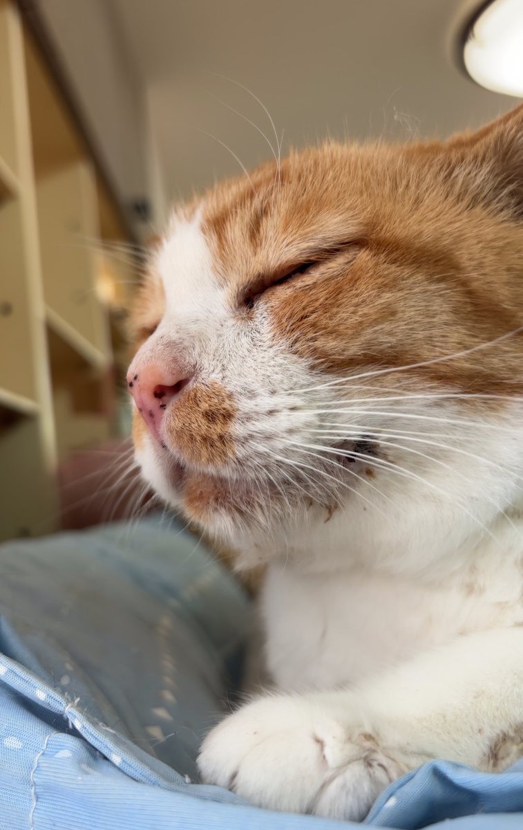 あんどわん tweet media