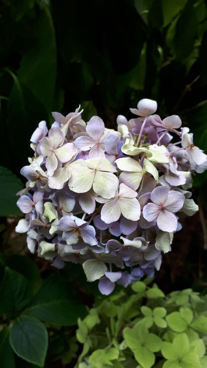 Fading... but still beautiful.