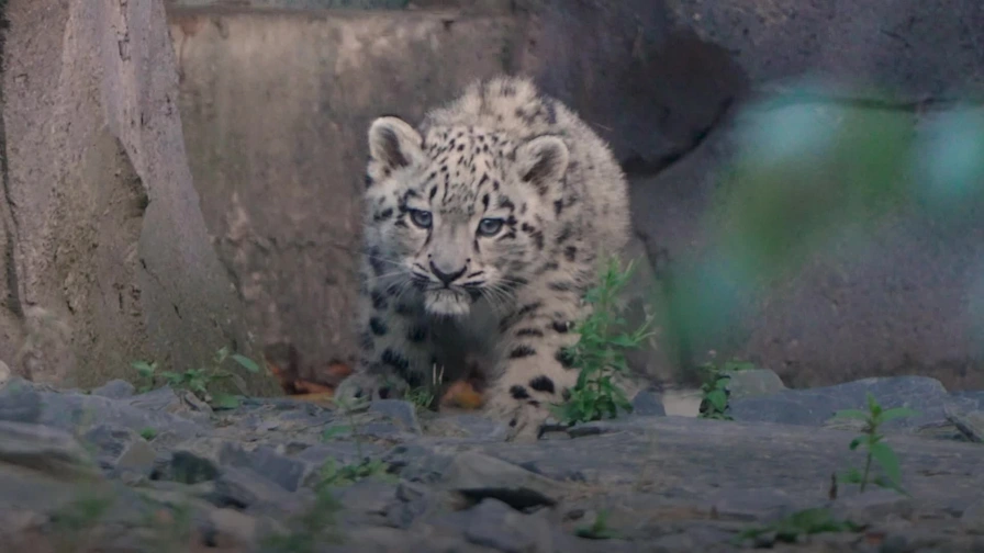 zapliber's tweet photo. Two baby leopards were born in St. Louis. Only about 100 of these cats live in the wild.
Have a photo of them? plz.. Post it here.
They were born to Dot and Samson. https://t.co/hCB4Ihk3eM