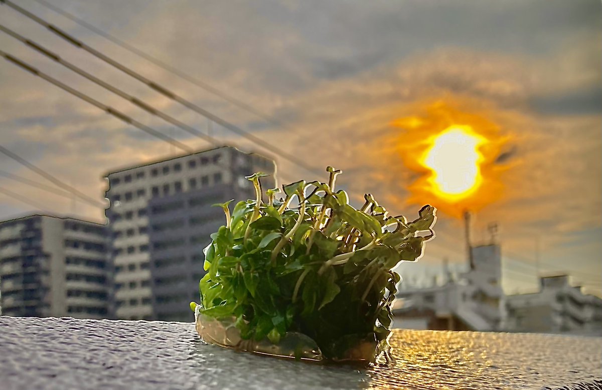 日曜日
黄昏時の夕刻

購入した組織培養🌱の植栽を開始
その前に記念撮影📸

エリオカリスビビパラ
ポゴステモンヘルフェリー
ストロギネレペンス

ついついバルコニーで撮影
夕陽が綺麗だったから🙄

組織培養って無農薬だから安心✨
でも培地の寒天取るの超メンドイ🙌

早く大きくなぁれ🌱🌱🌱