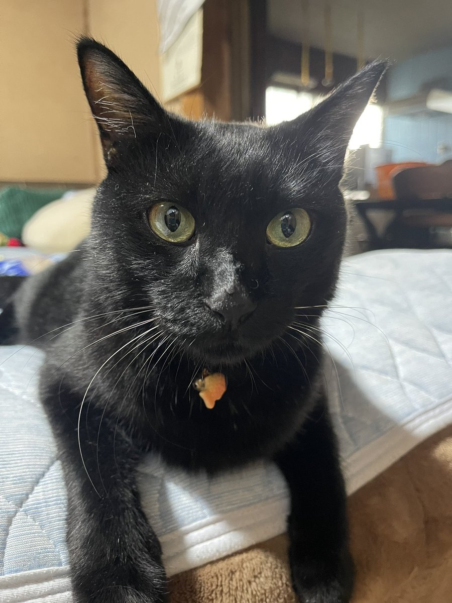 8月もお疲れ様でした🐈‍⬛

来月もいい日々になりますように

2025 晩夏