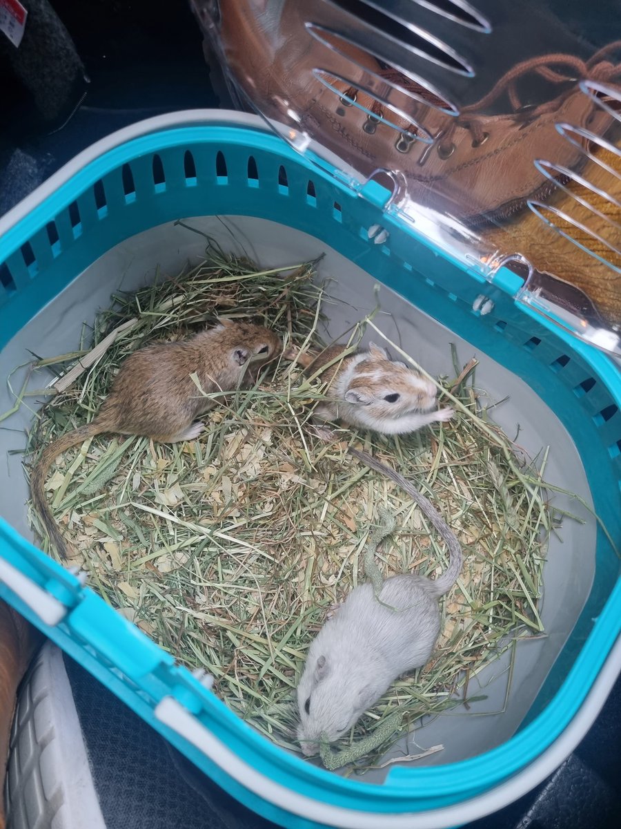 /  now the three of you are together again. rest in peace, hvitty, the last man standing.