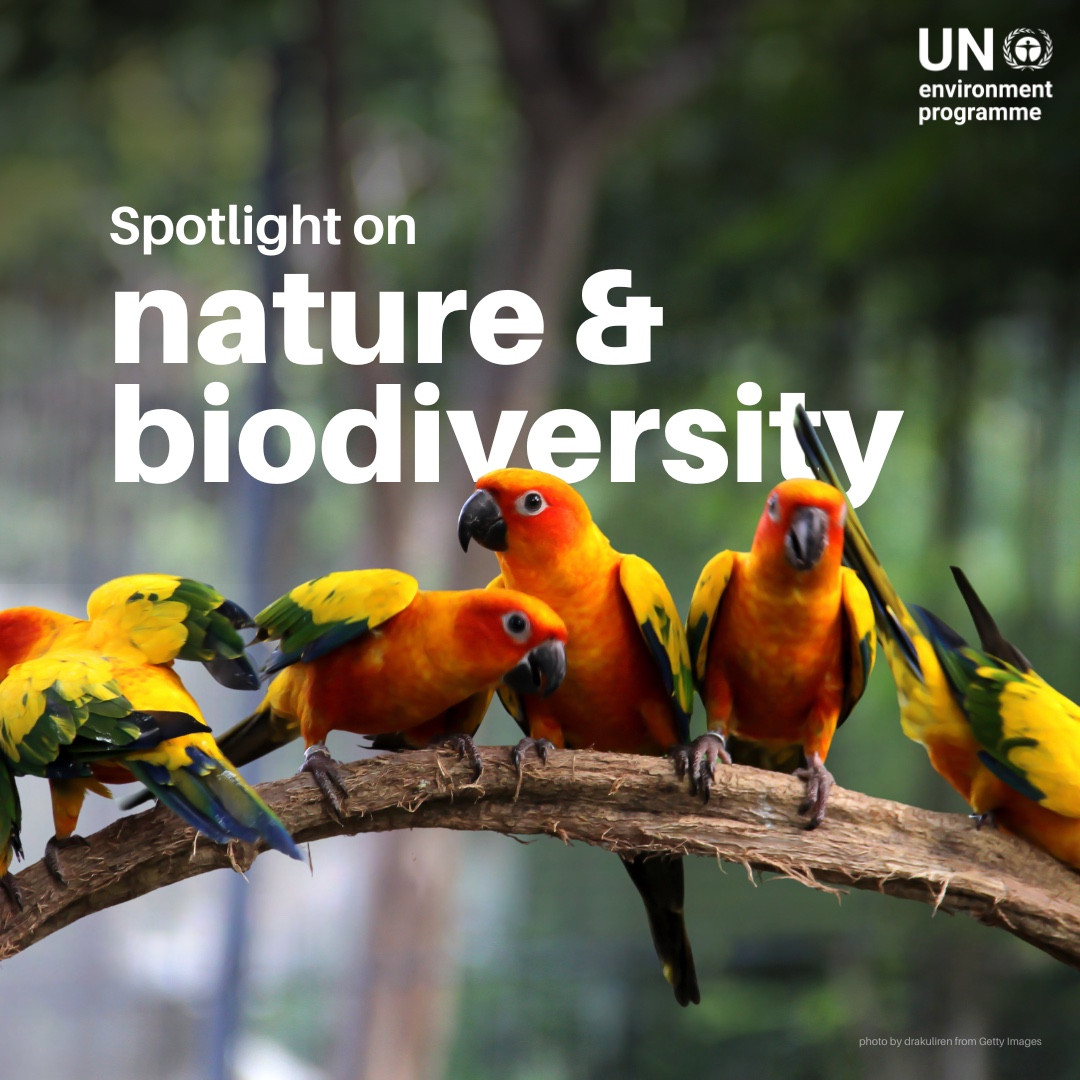 UbumenyiDaily (@ubumenyidaily) on Twitter photo Nature is humanity’s lifeline. It is vital to human health, food, economies, and well-being.
Yet nature is in crisis.
Keep up with ongoing #ForNature efforts from UNEP and partners: unep.org/news-and-stori…
Via:<a href="/UNEP/">UN Environment Programme</a> Nature is humanity’s lifeline. It is vital to human health, food, economies, and well-being.
Yet nature is in crisis.
Keep up with ongoing #ForNature efforts from UNEP and partners: unep.org/news-and-stori…
Via:<a href="/UNEP/">UN Environment Programme</a>