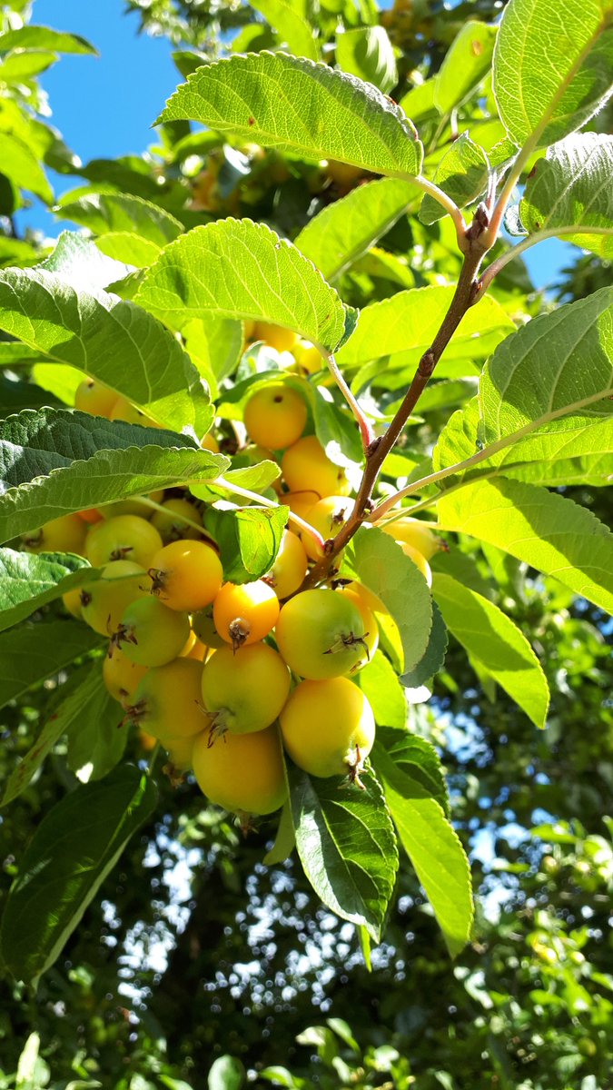 More #SundayYellow from the crab apples. 💛🍏