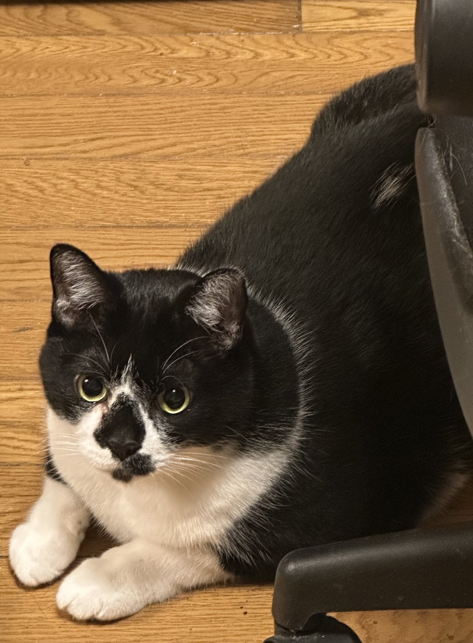 猫チキ！ 楽天市場】【2025NEW】 【31×31×31cm】【aimoha home】 猫 爪