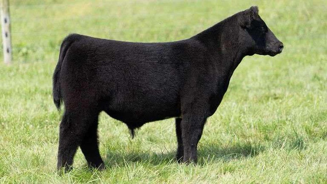 mattlautner's tweet image. New World Order Steers Selling At Dieckmann Cattle 9.6 On Steer Bidder 

Link: 
steerbidder.auctioneersoftware.com/auctions/10734

#NWO #MLCSires #ESSBulls