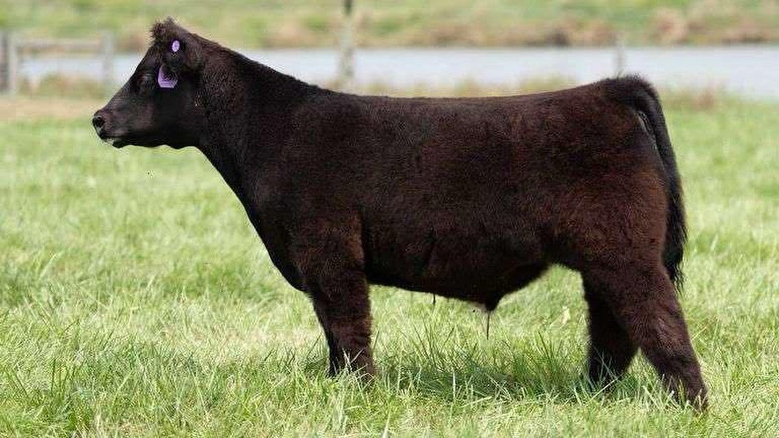 mattlautner's tweet image. New World Order Steers Selling At Dieckmann Cattle 9.6 On Steer Bidder 

Link: 
steerbidder.auctioneersoftware.com/auctions/10734

#NWO #MLCSires #ESSBulls