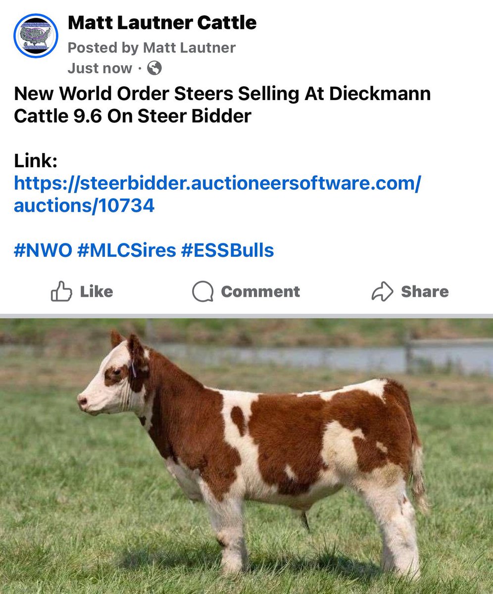 mattlautner's tweet image. New World Order Steers Selling At Dieckmann Cattle 9.6 On Steer Bidder 

Link: 
steerbidder.auctioneersoftware.com/auctions/10734

#NWO #MLCSires #ESSBulls