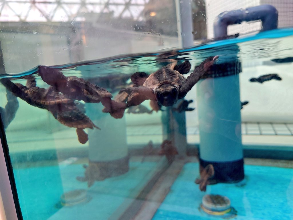 Digi_Row's tweet photo. 夏休みラストは名古屋港水族館！
昔の怪しげな潜水服(ダクソとかに出てきそう)を見たりシロクマの巣穴に入ってみたり。
そして運がいいことに一昨日生まれたばかりのウミガメ赤ちゃんズに出会えました𓆉かわいさ大爆発！ https://t.co/1b1epIvWsz