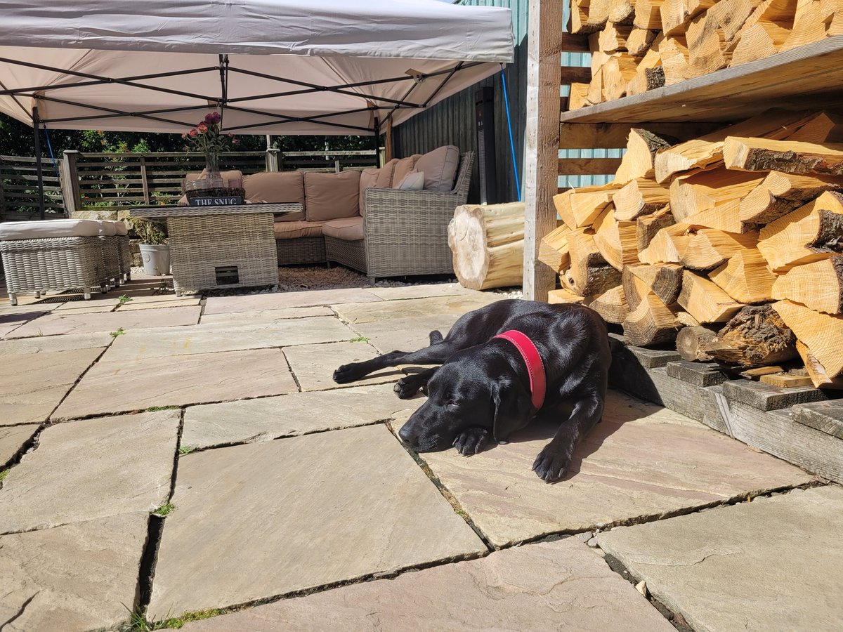 MainAM04167301's tweet image. Wish I was a dog 😁🇬🇧