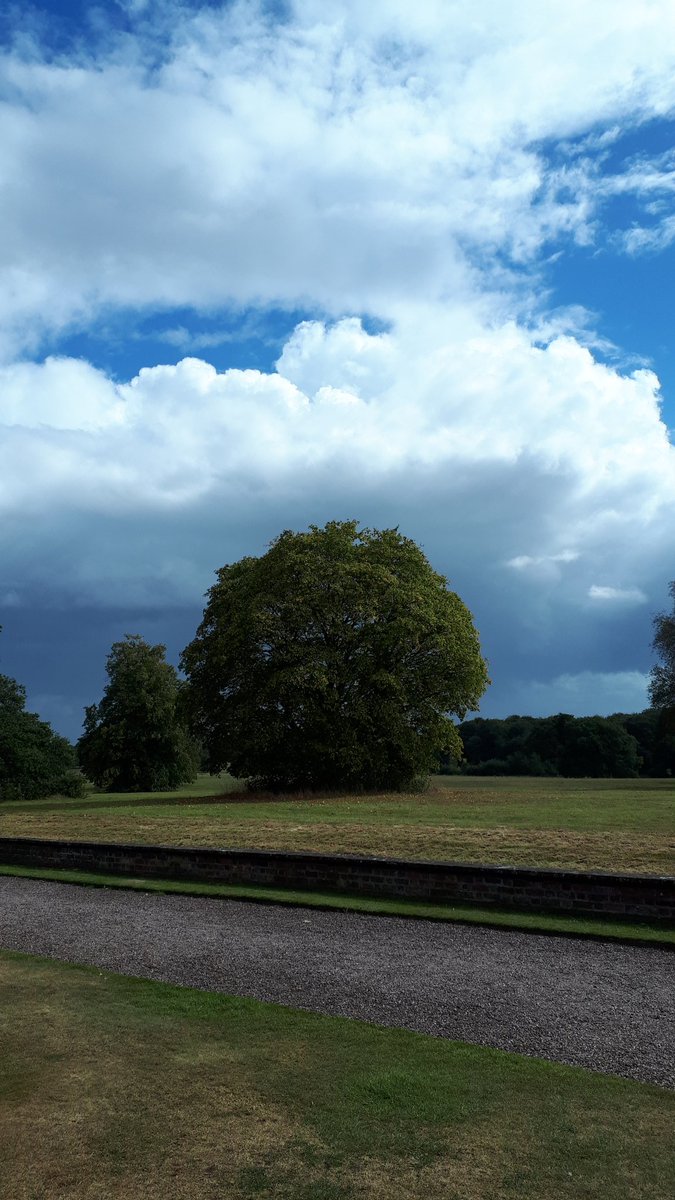 Another favourite tree, looking fab under changeable skies. Just starting to get its autumn colour. 

#trees #nature