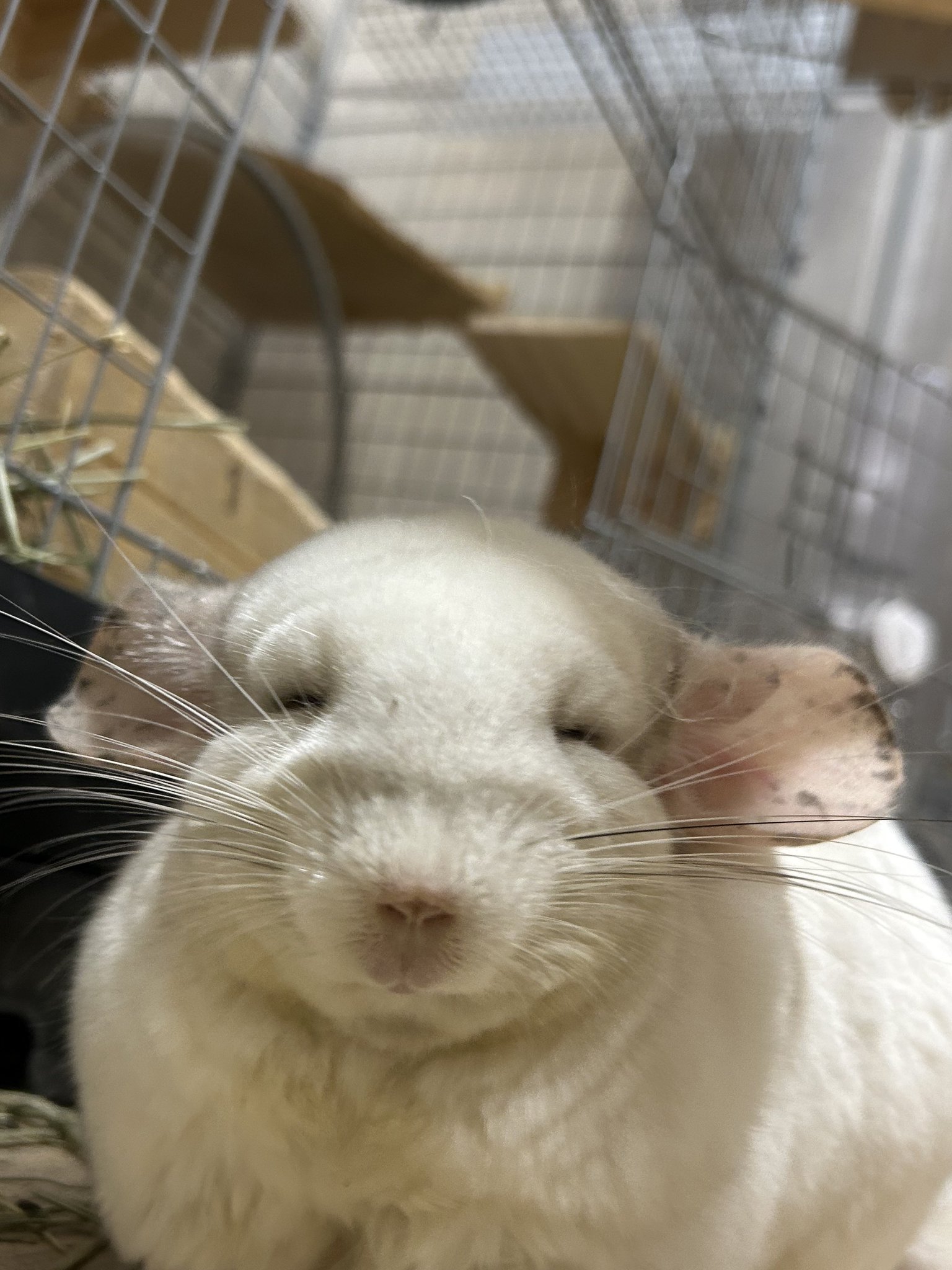 chiochanページ　2点まとめて 栃木屋EC_抜差旗蝶番: ヒンジ