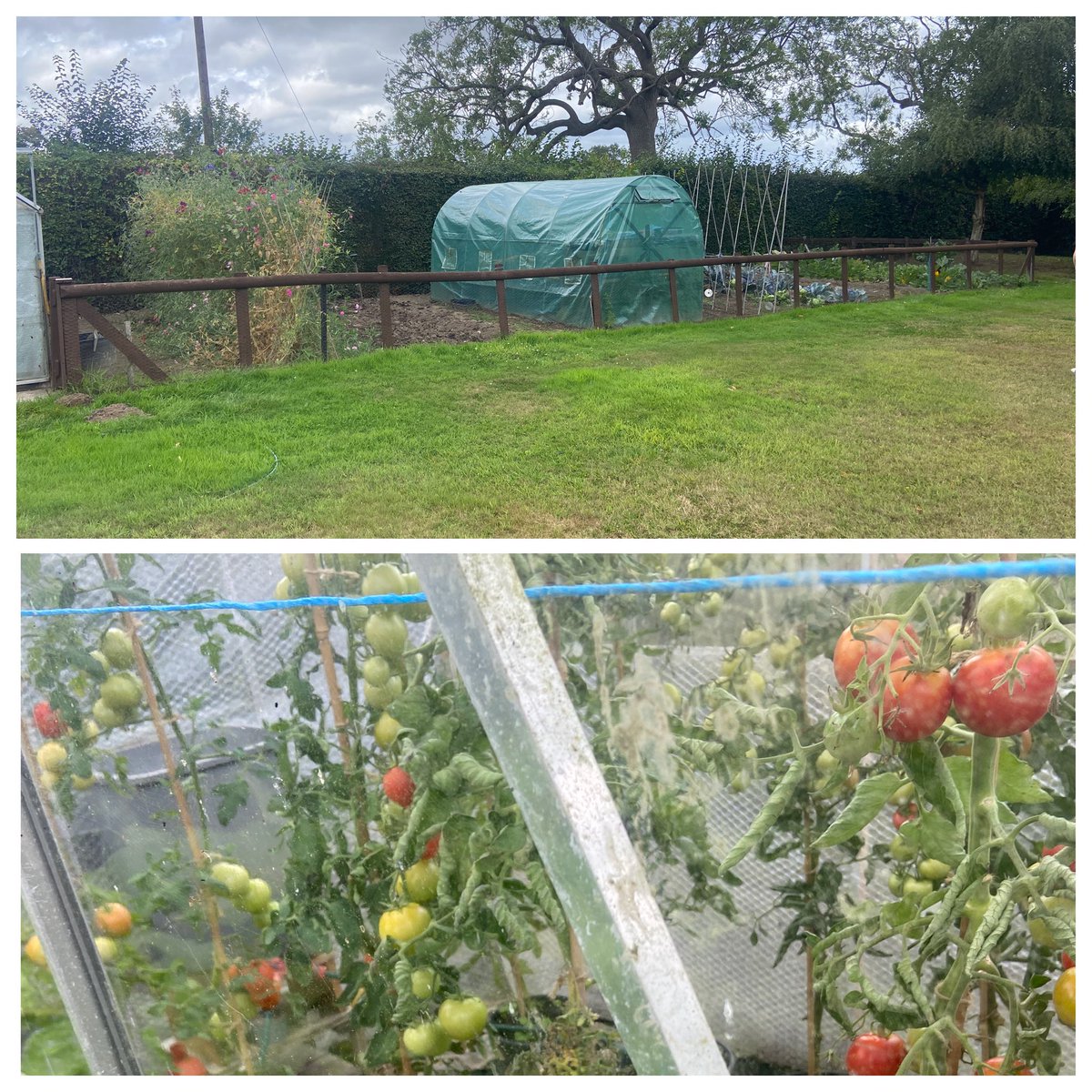 Popper down to H’s folks just outside Oswestry, “the marrow is on for a 100 weight” he says. The pumpkin is currently about a size 4 football and there’s a mega beetroot on the go.
Vine of tomatoes coming back to the good parish with us.
#GrowYourOwn