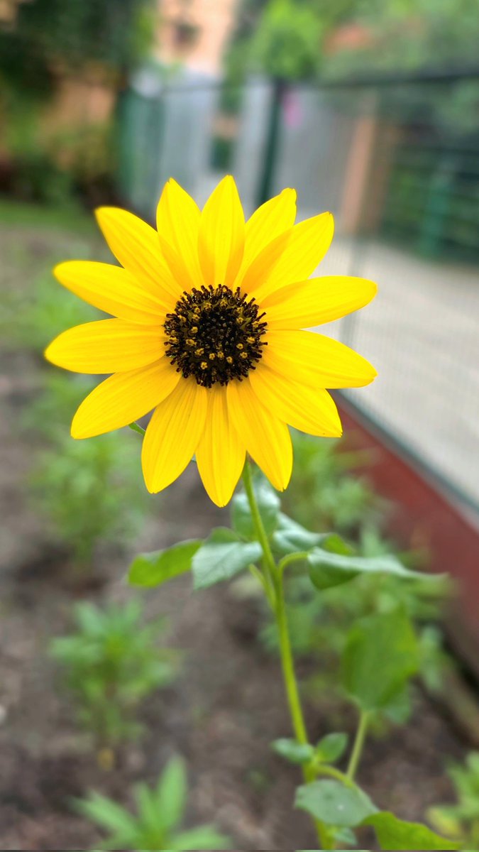 Let's see some beautiful yellow this Sunday 💛✨