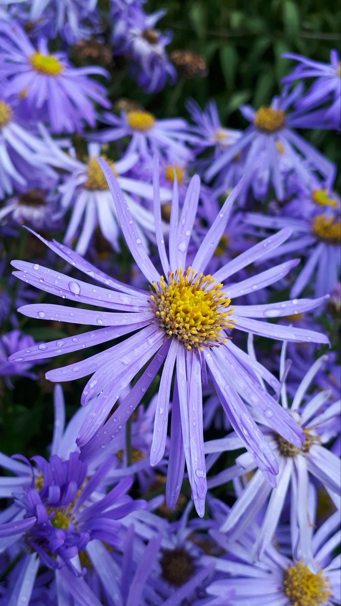 Raindrops on Asters for the last day of August.