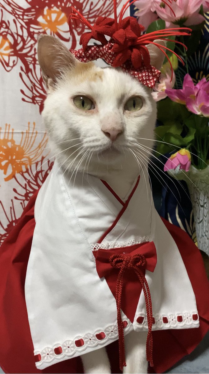 【風呂フチのスン姐】第1658回

お久しぶり スン姐よ～💕
つぶとんが居なくなって早一年
探し続けてるけど見つからないの💦
なのでスン姐、巫女服に身を包み
つぶとん見つかるようにお願いするわね
⛩🙏
このお衣装は、minneのちゃりく商店様の作品🥰
とても素敵
気になる方はお店をチェックしてね