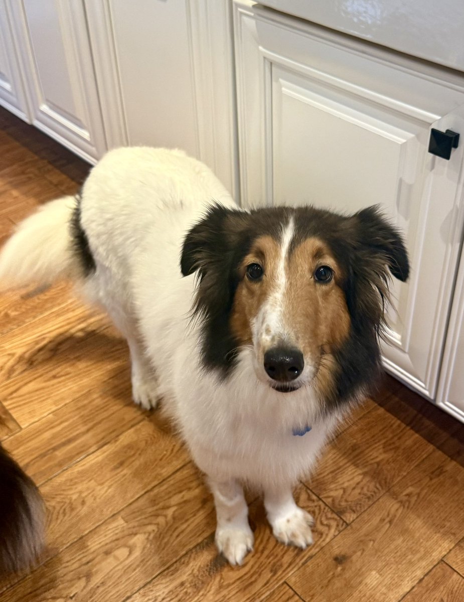 mtowey's tweet photo. @danibeckstrom meet Splash! A color headed white Sheltie available for adoption from NJ Sheltie Rescue. We’d love to feature her on #bigdogsunday ❤️Melissa Towey https://t.co/lkhlxU1lQk