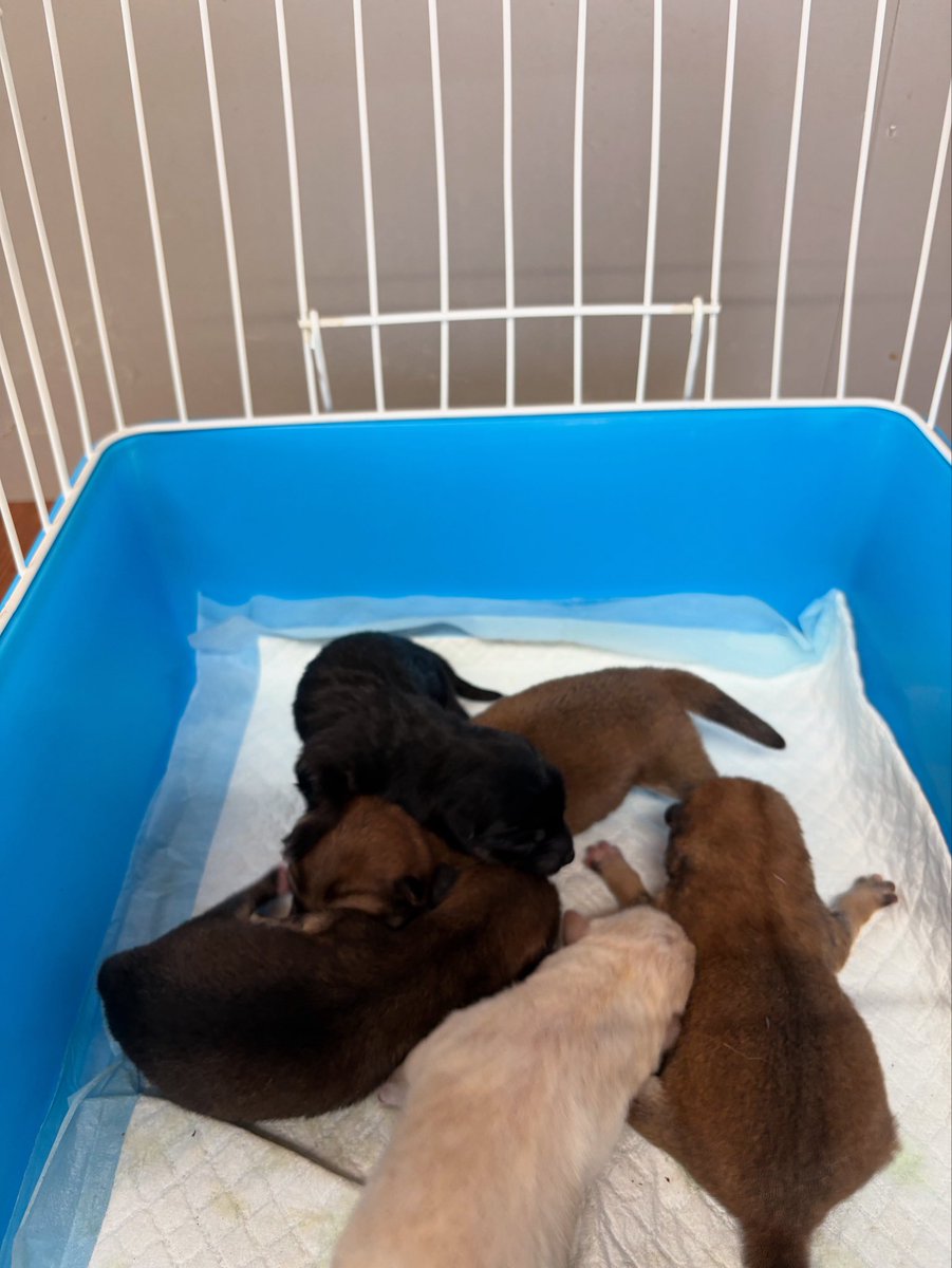 昨晩、こんなに可愛い豆柴達が産まれてきてくれました😭
秋田犬、柴犬・豆柴の子犬、飼い主様募集中です🐶ご連絡のうえ、ぜひ気軽に遊びにいらしてください🐾
#柴犬 #柴犬子犬 #柴犬仔犬 #柴犬ブリーダー #豆柴 #豆柴ブリーダー #豆柴子犬 #飼い主様募集中 #飼い主募集 #日本犬 #茨城宿犬舎