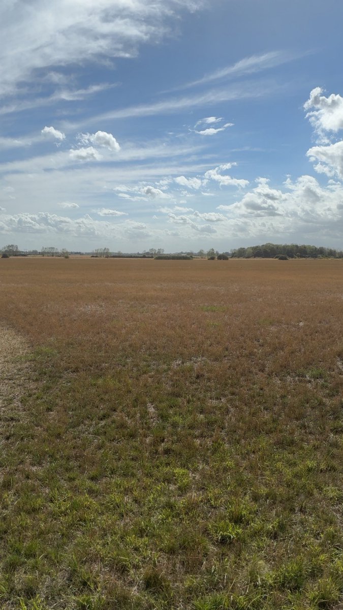 Second cut on some heavy clay 🙈 , luckily we’ve plenty of silage and won’t be depending on this rubbish 4th year ryegrass lay is absolutely had it lucky it was already planned to be ripped up for maize , it looks like I’ve already sprayed it off 🤯